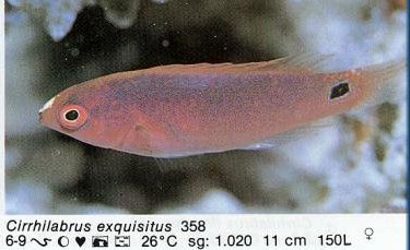 Cirrhilabrus exquisitus